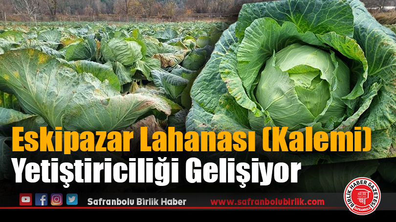 Karabük’te Eskipazar Lahanası Yetiştiriciliği Gelişiyor