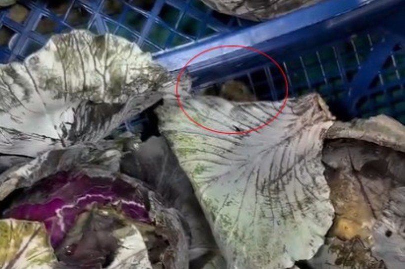 Ankara’da bir marketin meyve sebze reyonunda fare gezdiği görüldü