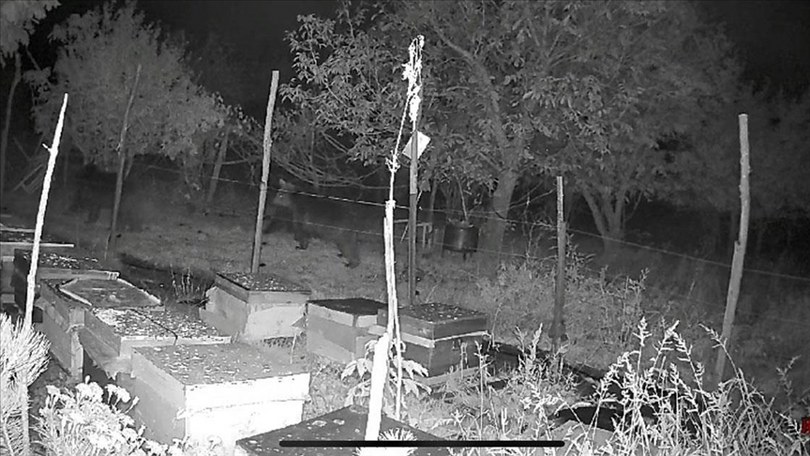 Bal yemek isteyen ayılar tel engeline takıldı