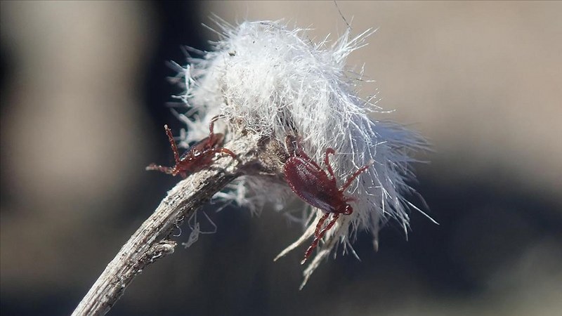 Türk ve Japon araştırmacılardan ortak kene saha çalışması
