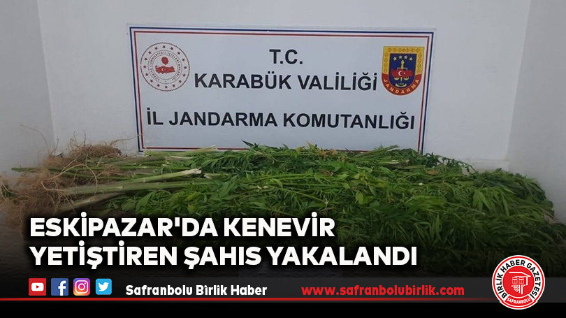 Eskipazar’da Kenevir Yetiştiren Şahıs Yakalandı