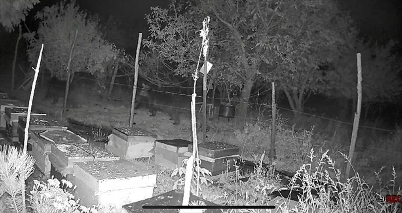 Bolu’da kovanlardan bal yemek isteyen ayıların elektrikli tel engeline takılması kamerada