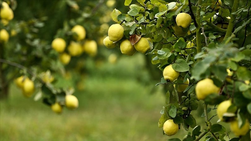 Coğrafi işaretli meyveye 35 ülkeden talep var