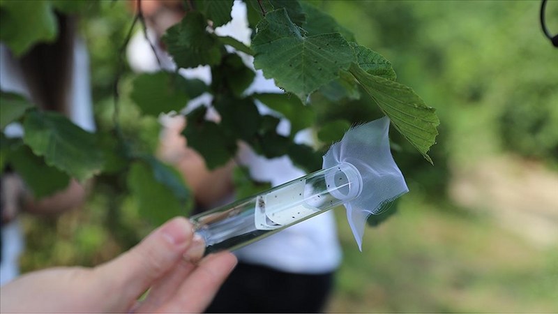 Kahverengi kokarcaya karşı “samuray arısı” doğaya salındı