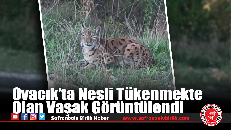 Ovacık’ta Nesli Tükenmekte Olan Vaşak Görüntülendi
