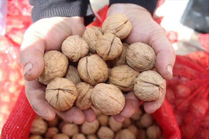 Tosya’da 480 ton ceviz hasadı yapıldı