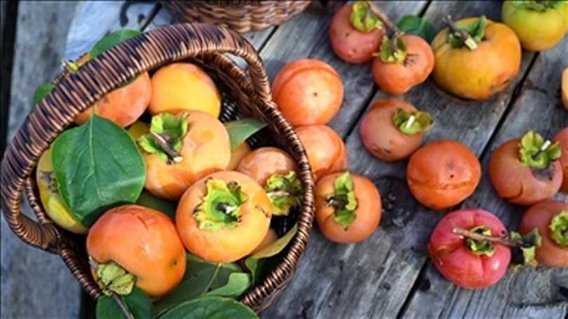 Kahverengi kokarcanın etkilediği “Trabzon hurması”nda hasat dönemi başladı