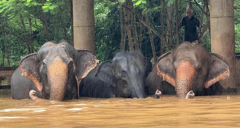 Tayland’da selde mahsur kalan 100 fil kurtarıldı
