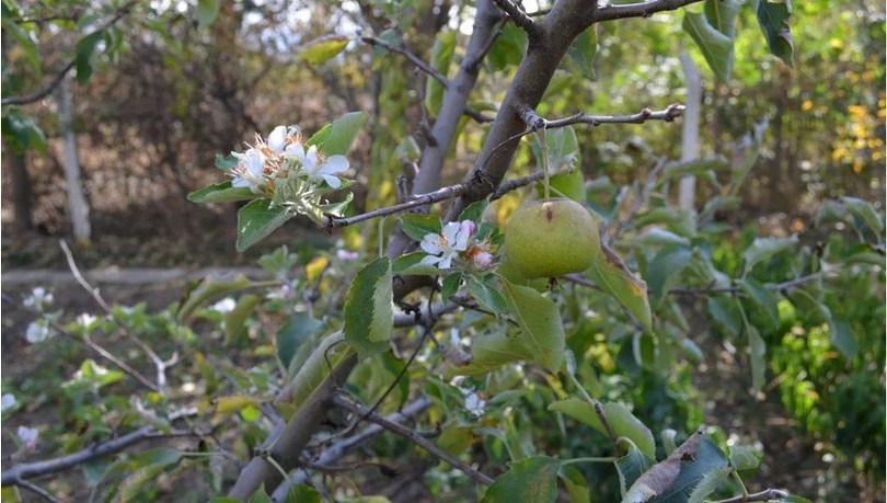 Elma ağacı ekim ayında çiçek açtı