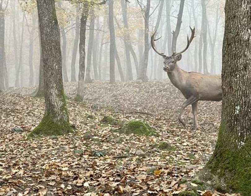 Bolu’da doğal yaşam