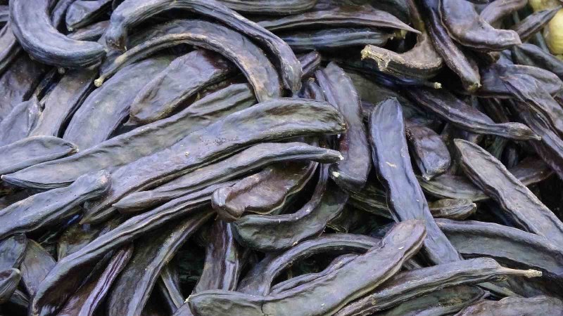 Keçiboynuzu kakao ve şeker yerine kullanılabilir