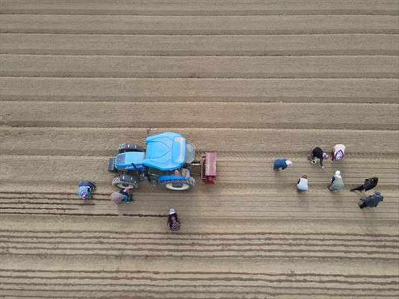 Daday Fidanlığı “Yeşil vatan” için 60 yıldır fidan üretiyor