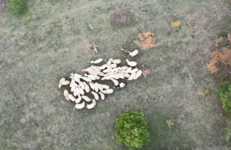 Aç Kalan Kurtlar Koyun Sürüsüne Saldırdı