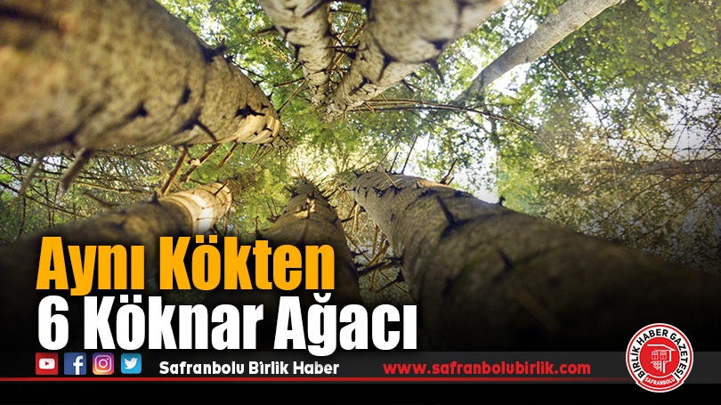 Küre Dağları’nda Aynı Kökten Yükselen Köknar Ağaçları Hayran Bırakıyor