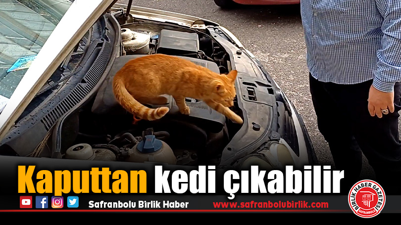 Kaputtan kedi çıkabilir