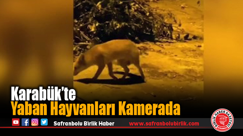 Karabük’te Yaban Hayvanları Kamerada