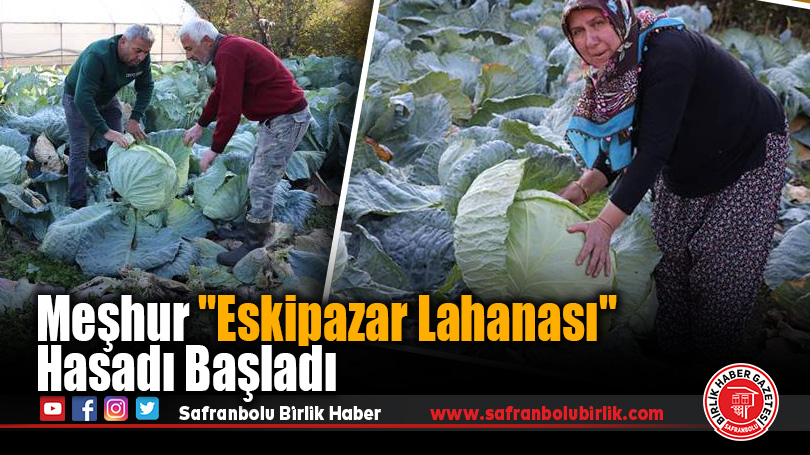 Meşhur “Eskipazar Lahanası” Hasadı Başladı