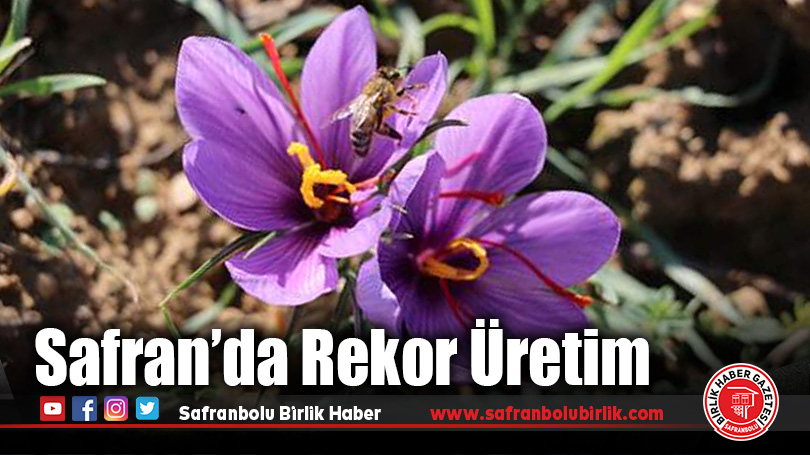 Mucize Bitki Safran, Safranbolu’da Üretimde Rekor Kırdı