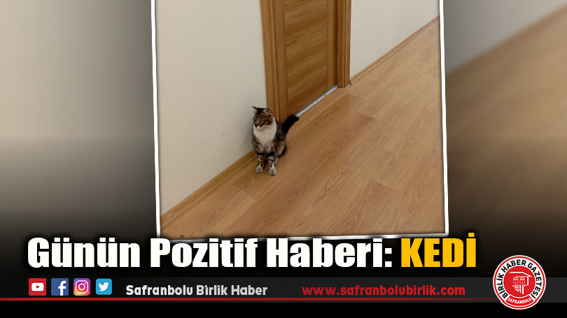 Günün Pozitif Haberi: Kedi