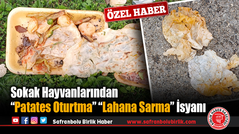 Sokak Hayvanlarından “Patates Oturtma”, “Lahana Sarma” İsyanı!
