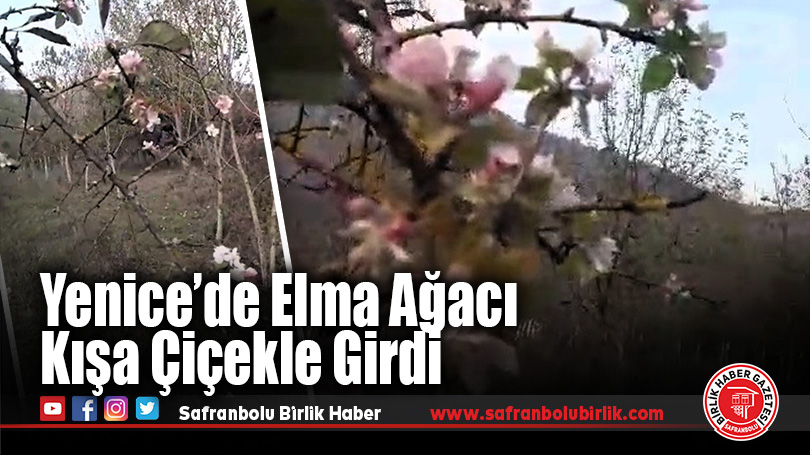 Yenice’de Elma Ağacı Kışa Çiçekle Girdi