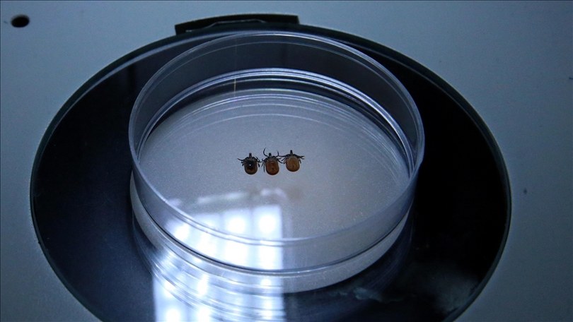 Sonbahar ve Kış Aylarında Kene Tehlikesine Dikkat