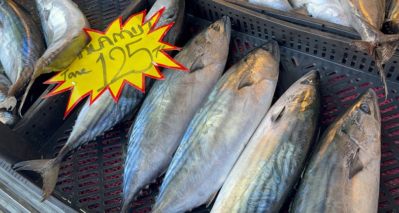 Palamut sezonu sona eriyor