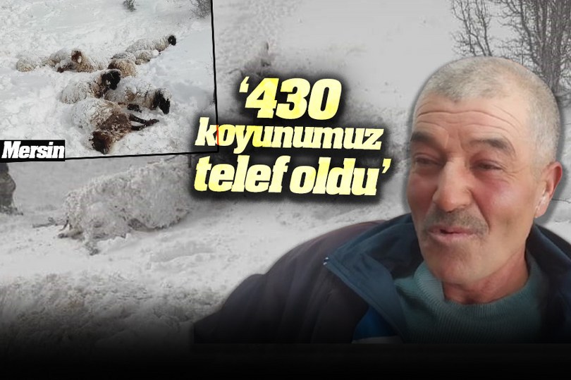 “430 koyunumuz telef oldu”
