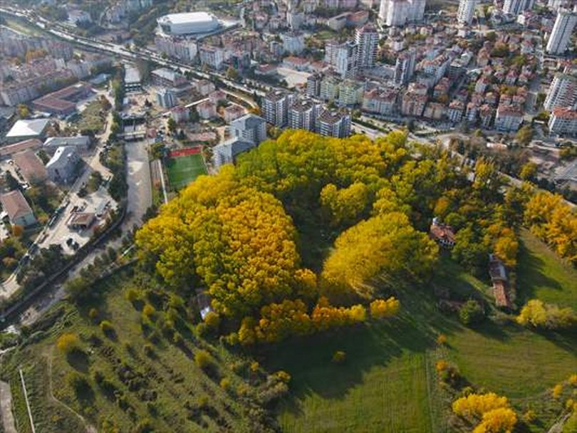 Kastamonu’da şehrin ortasında bir tutam sonbahar