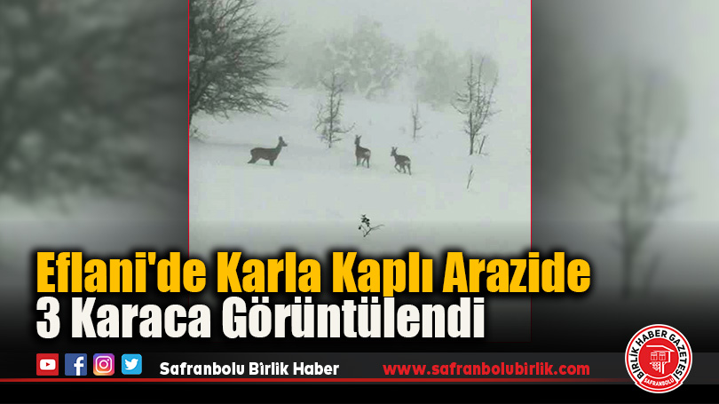 Eflani’de Karla Kaplı Arazide 3 Karaca Görüntülendi