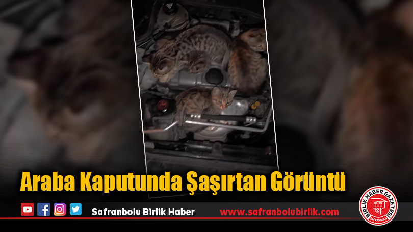 Soğuktan Kaçan Kediler Araba Motoruna Sığındı