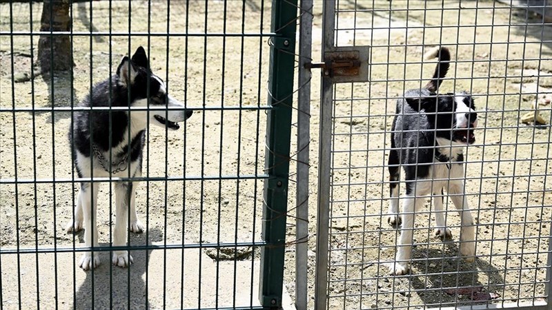 Sahipsiz hayvanlara ilişkin esaslar belirlendi