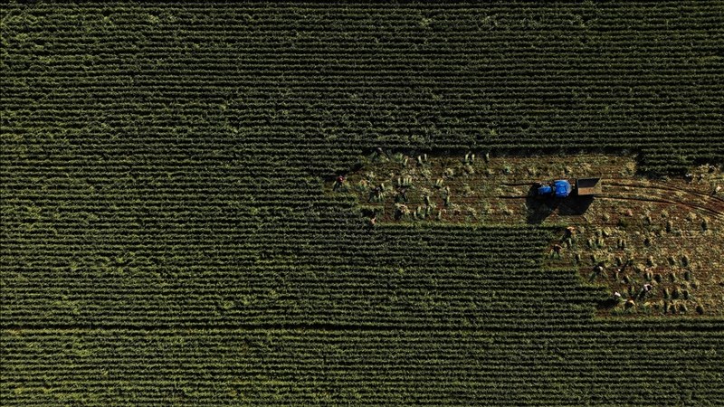 Tarımsal girdi fiyat endeksi arttı