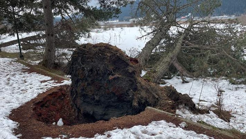 Kuvvetli rüzgar Abant’taki bazı ağaçları devirdi