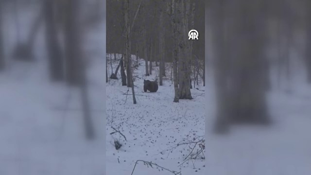 Zonguldak’ta ayı ve domuz sürüsü kameraya yansıdı