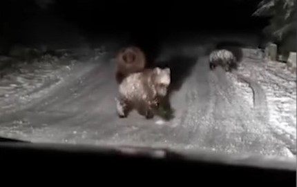 Bolu’da karla oynayan ayılar cep telefonuyla görüntülendi
