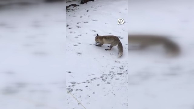 Tilkinin İlginç Davranışı Kamerada