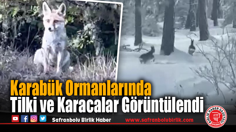 Karabük Ormanlarında Tilki ve Karacalar Görüntülendi