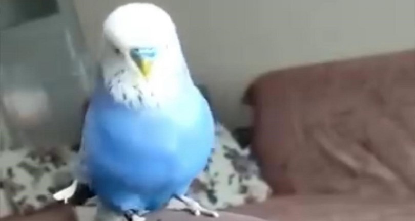 Sübhaneke okuyan muhabbet kuşu görenleri hayrete düşürdü