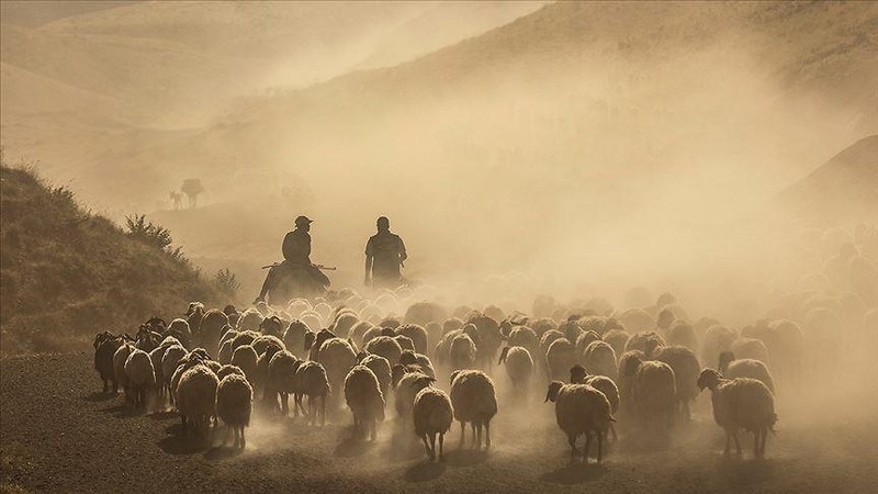 “Hayvancılık Yol Haritası”nın etkilerinin gelecek yıl görülmesi bekleniyor