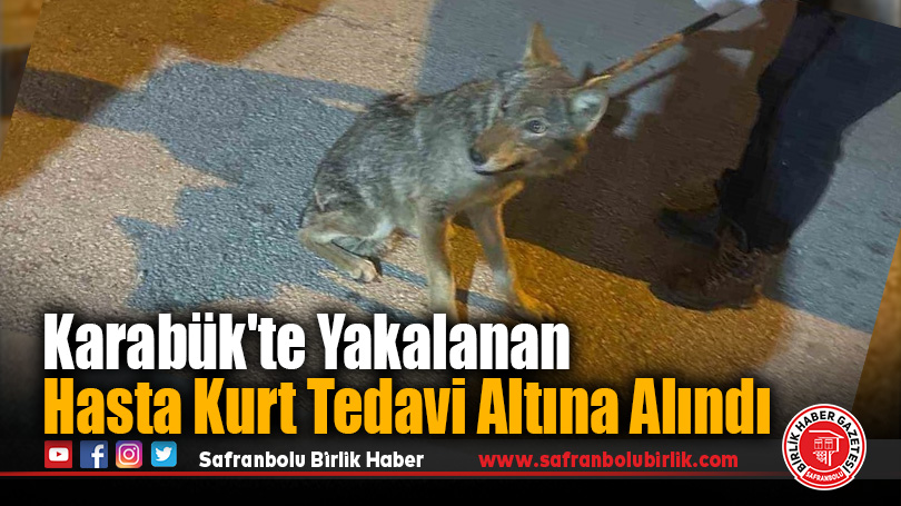 Karabük’te Hasta Kurt Tedavi Altına Alındı