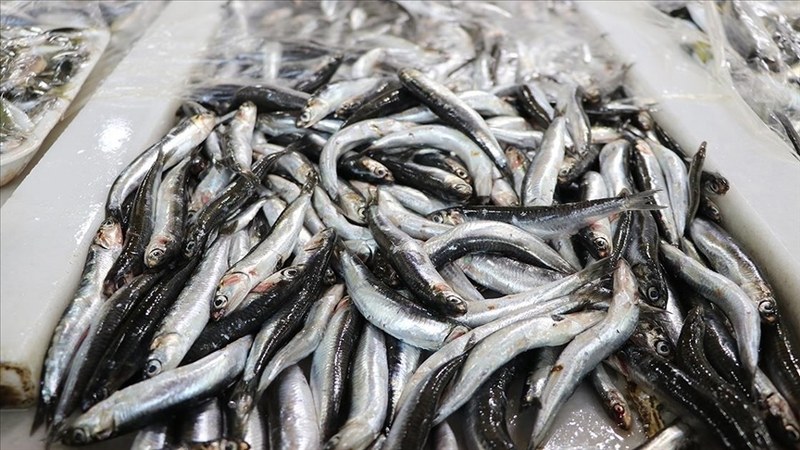 Hamsi stoklarının korunması için uluslararası işbirliği önerisi