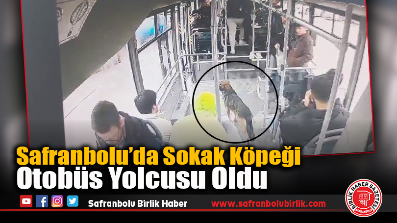 Safranbolu’da Sokak Köpeği Otobüs Yolcusu Oldu