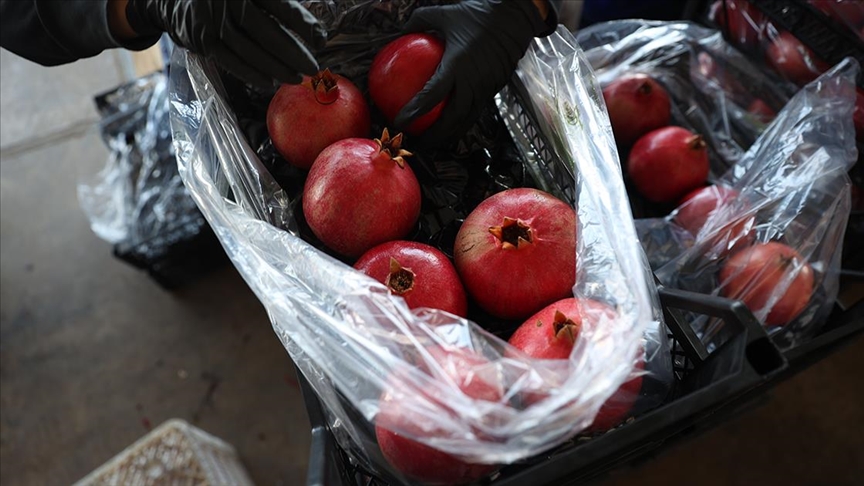 Türkiye’nin nar üretiminin yüzde 21’i Antalya’dan