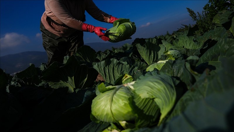Kışlık sebze, hava şartları nedeniyle pazar tezgahına gecikmeli çıktı
