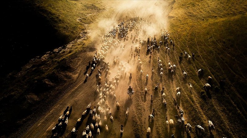 Büyük ve küçükbaş hayvancılık desteklerine başvurular sona eriyor