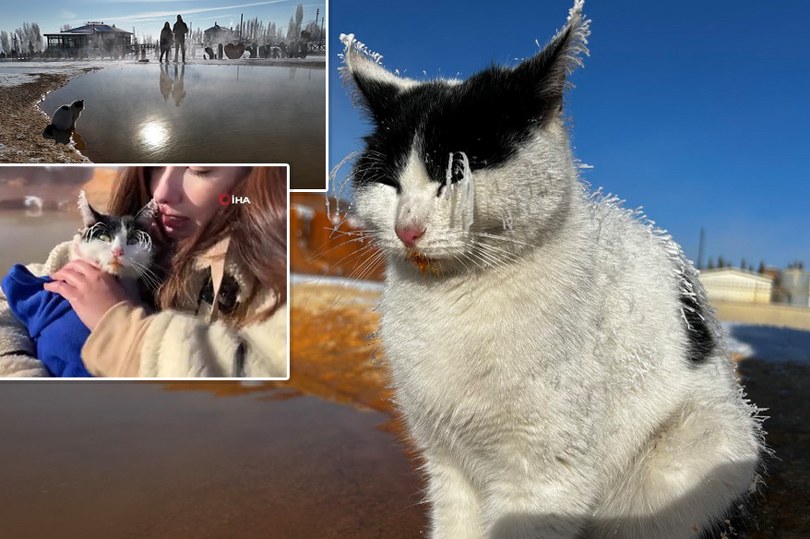 Sibirya soğuğunda adeta donan kedi termal su kenarında ısınmaya çalıştı