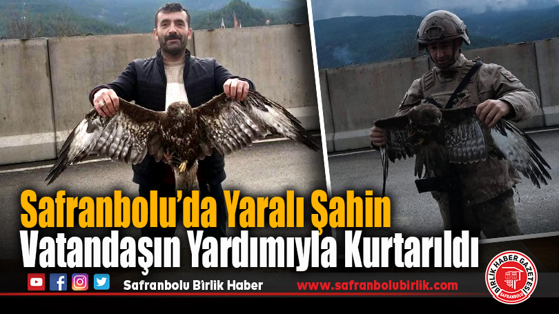 Safranbolu’da Yaralı Şahin Vatandaşın Yardımıyla Kurtarıldı