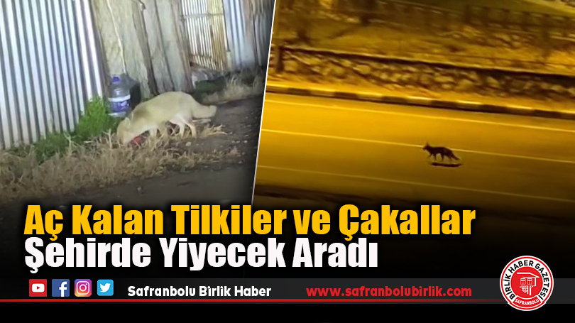 Aç Kalan Tilkiler ve Çakallar Şehirde Yiyecek Aradı