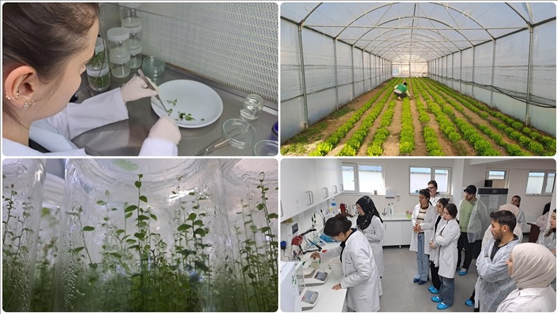 Ziraat mühendisi adayları, SUBÜ Doku Kültürü Laboratuvarı’nda sektöre hazırlanıyor